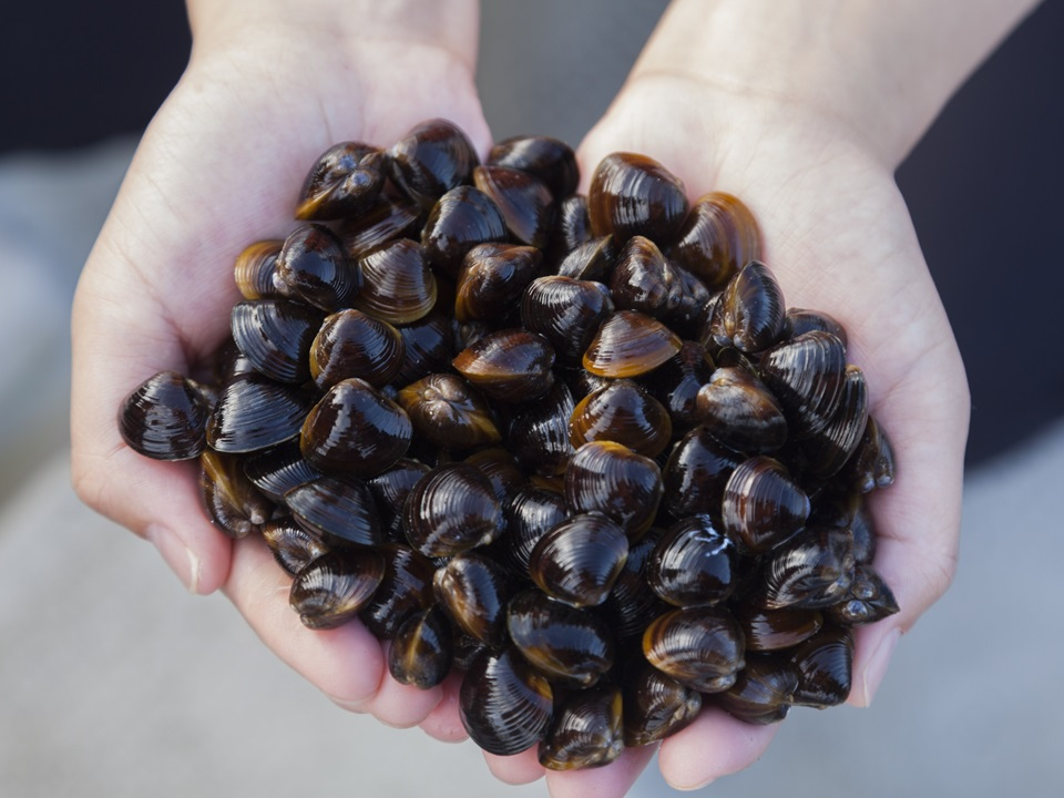 登録産品（宍道湖産ヤマトシジミ）の画像