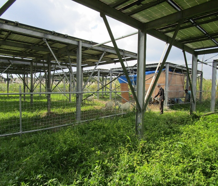 営農型太陽光発電設備の管理風景