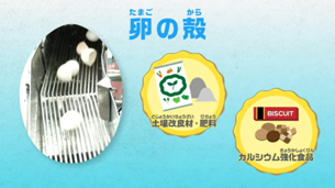 卵の殻