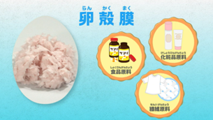 卵殻膜
