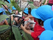 夏秋なすの収穫