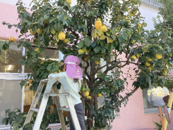 りんごジュース