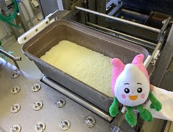 コシヒカリ