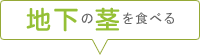 地下の茎を食べる