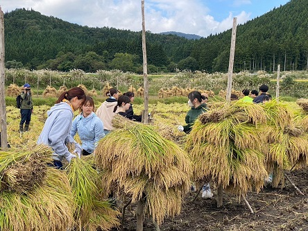 東北稲刈り3