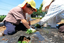 苗植えの様子