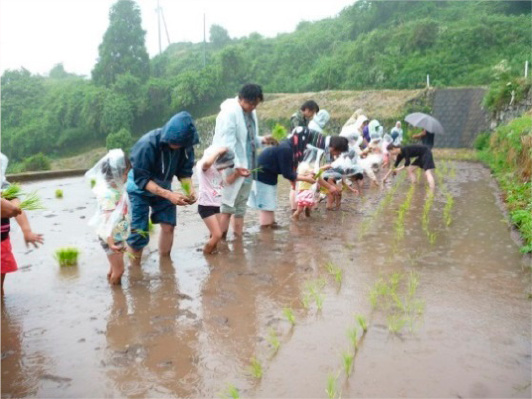 田植え体験