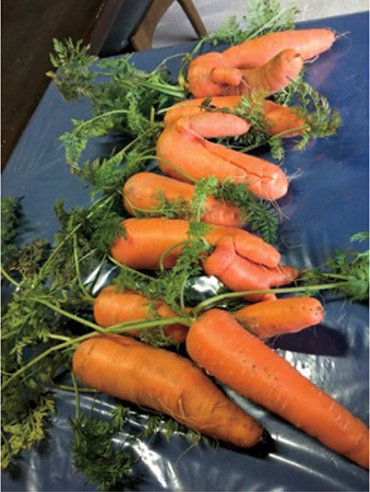 形が不揃いなにんじん