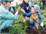 ジャガイモの収穫体験（幼稚園児）