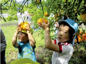 夏みかん狩りの様子(写真)