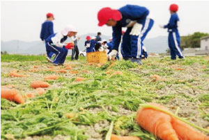 児童が二次収穫している様子(写真)