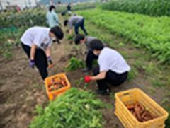 各務原にんじんを学生が収穫している様子