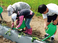 さつまいもの苗を植えたらしっかり水やり
