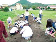 みんなで協力してさつまいもを収穫