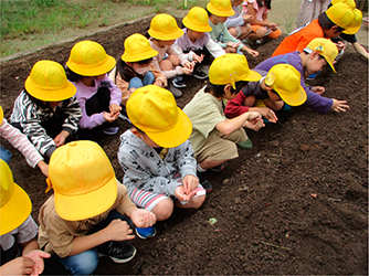2列に並んでかぶの種を植える小学生