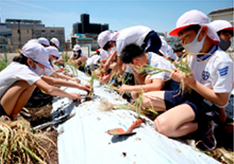 下知ねぎの苗をビニールシートに植え付ける児童