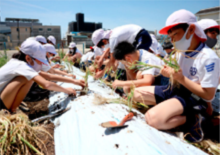 下知ねぎを植え付ける児童の様子