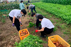 各務原にんじんを学生が収穫している様子