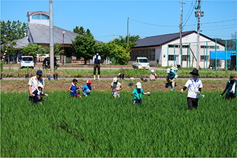 児童が田んぼで生き物を探している様子