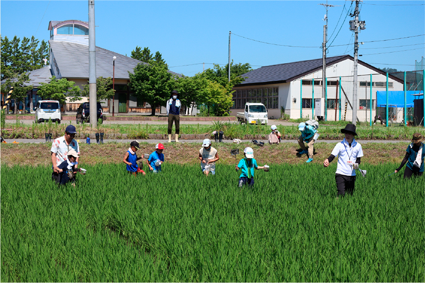 子供たちが水田で生き物を探している様子