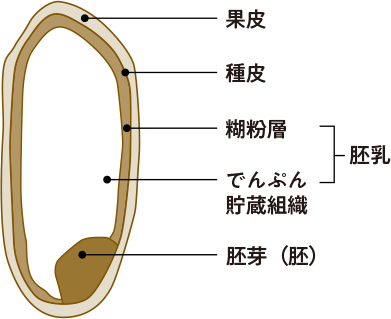 図表１玄米断面