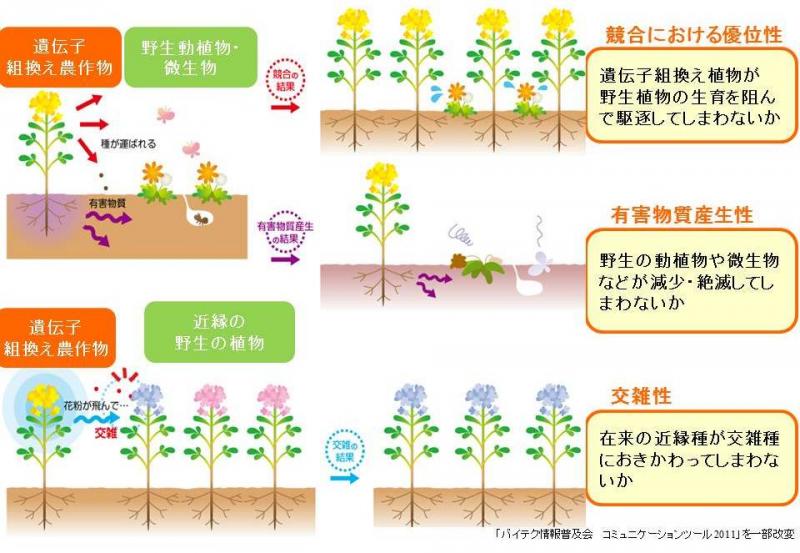 生物多様性影響評価の3つのポイント