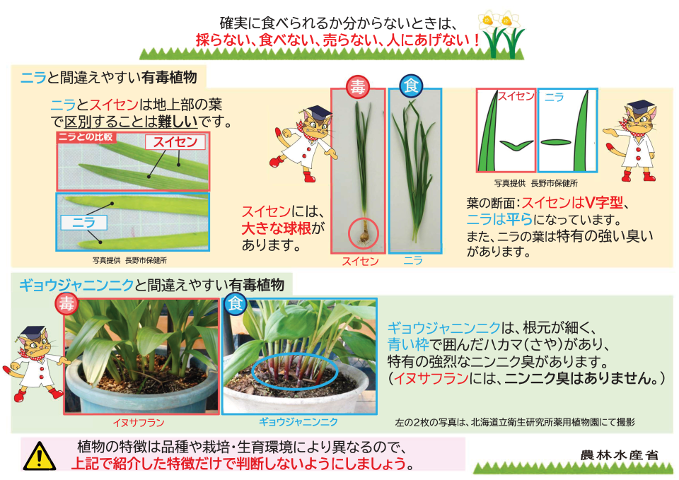 ニラ、ギョウジャニンニクと間違えやすい有毒植物の説明