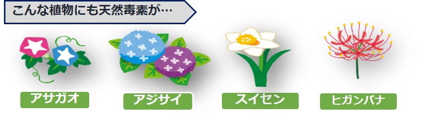 こんなしょくぶつにてんねんどくそが