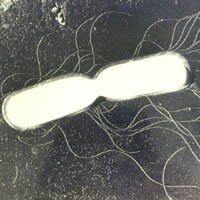 bacillus.cereus.jpg