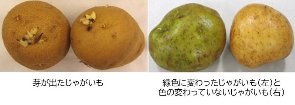 芽が出たジャガイモ、緑色に変わったジャガイモ（左）と色の変わったジャガイモ（右