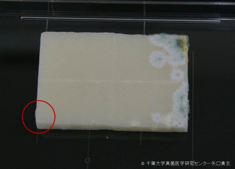 参考情報）餅に生えたかび：農林水産省