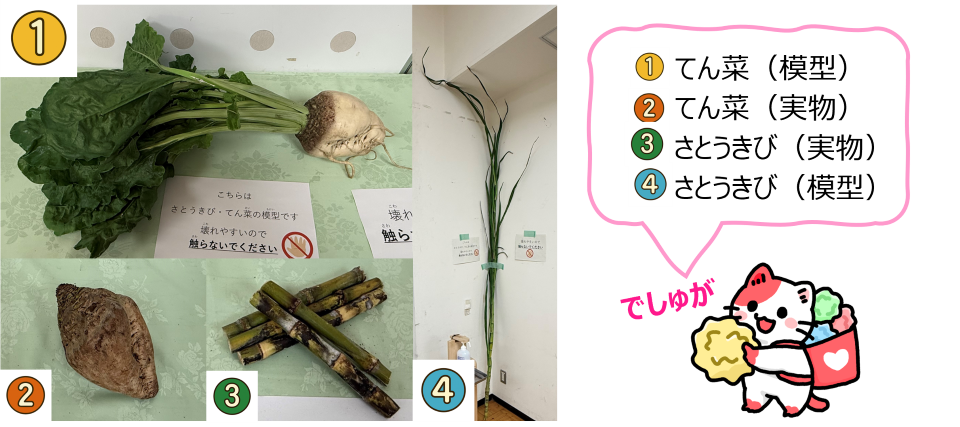 てん菜、さとうきびの写真