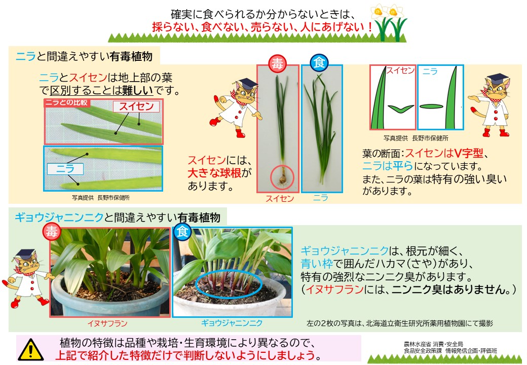 ニラ、ギョウジャニンニクと間違えやすい有毒植物の説明