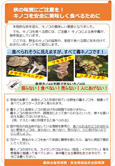 秋の味覚にご注意を!キノコを安全に美味しく食べるために