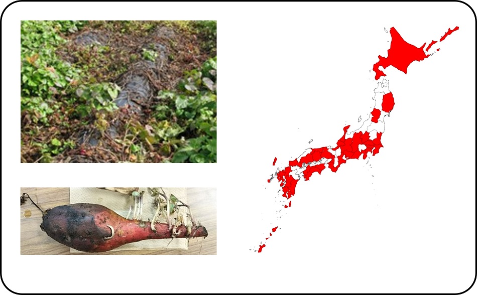 左上図:基腐病発生ほ場、左下図:基腐病発病イモ、右図:基腐病発生都道府県(赤色が発生都道府県)