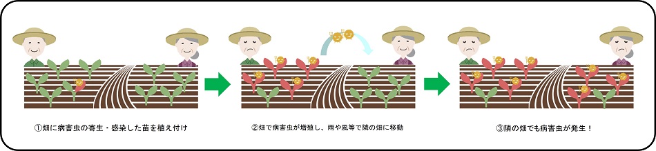 寄生・感染した種苗を導入することにより病害虫は増殖・まん延します(イメージ図)