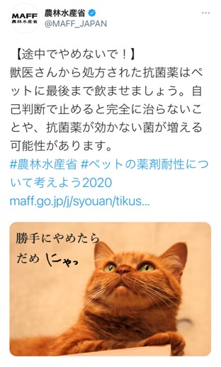 ツイッター薬剤耐性普及啓発猫の投稿２