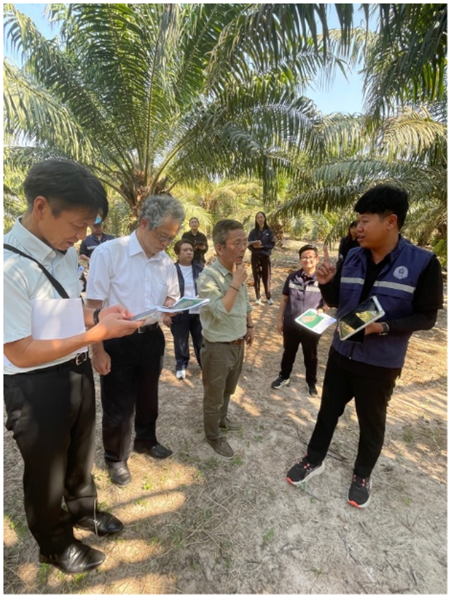 アブラヤシほ場視察