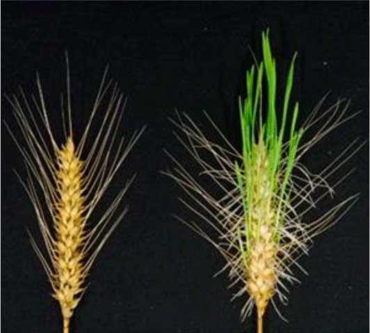 穂発芽抑制コムギ（左）は、水で濡らして放置しても、発芽が抑制されている。