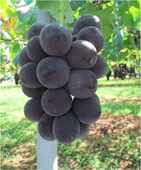 高温でも着色しやすいぶどうの品種「グロースクローネ」