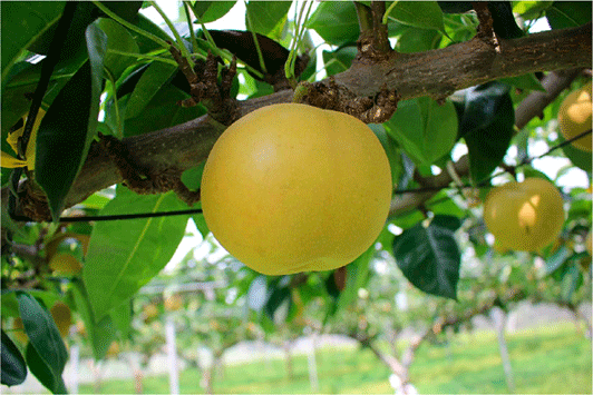 高温による花芽の枯死が起こりにくいなしの品種「凜夏」
