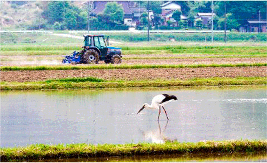 「コウノトリ育む農法」を行うほ場に飛来したコウノトリ