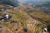 上山棚田