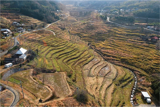 上山棚田