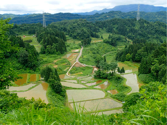 棚田の風景