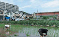 住宅街での田植えの風景（東京都町田市）