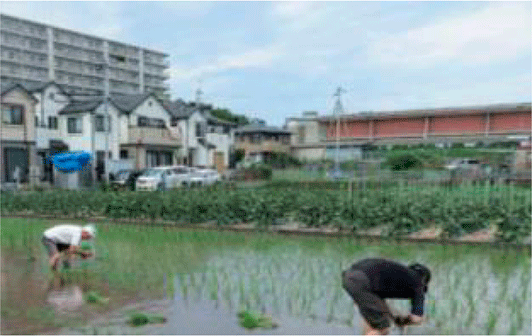 住宅街での田植えの風景（東京都町田市）