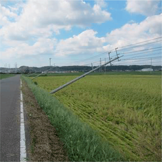 強風のため倒伏した水稲（令和元年房総半島台風）