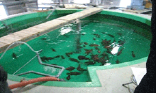 養殖飼料としての水素細菌の利用技術の開発