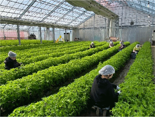 大葉の収穫作業